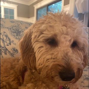 Meet your Posher, Josephine